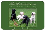 Elevage de labradors